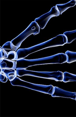The bones of the hand Stock Photo - Premium Royalty-Free, Code: 671-02093147