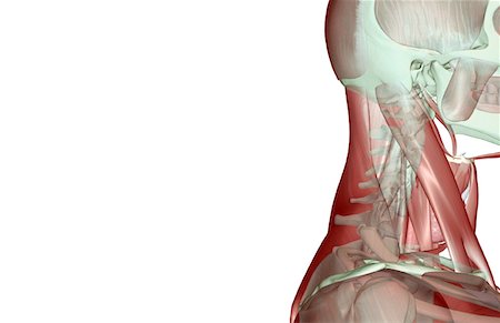 simsearch:671-02098297,k - La muscucardiovasculaires de la tête et du cou Photographie de stock - Premium Libres de Droits, Code: 671-02093149