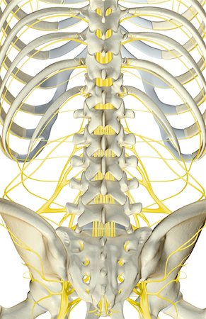 The nerves of the lower back Foto de stock - Sin royalties Premium, Código: 671-02093140