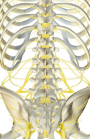 The nerves of the lower back Stock Photo - Premium Royalty-Free, Code: 671-02093140