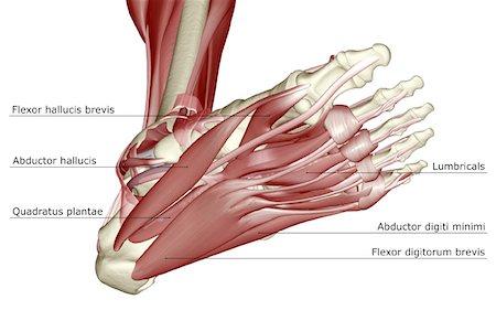 simsearch:671-02094652,k - The muscles of the foot Stock Photo - Premium Royalty-Free, Code: 671-02093141