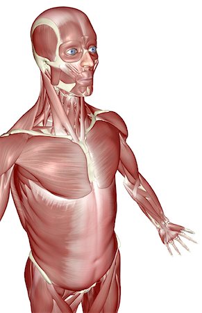 front muscles anatomy