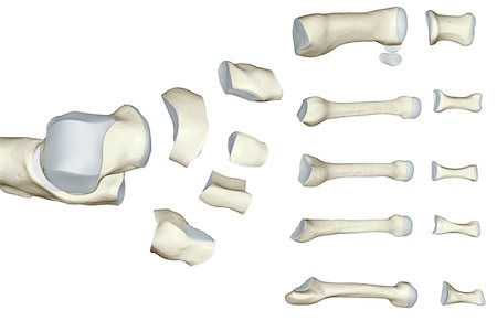 simsearch:671-02093078,k - The bones of the foot Stock Photo - Premium Royalty-Free, Code: 671-02093176