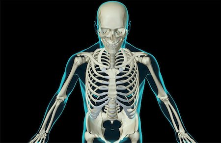 simsearch:671-02095586,k - The bones of the upper body Stock Photo - Premium Royalty-Free, Code: 671-02093170