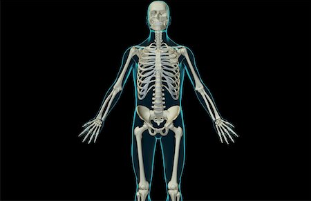 simsearch:671-02095632,k - The bones of the upper body Fotografie stock - Premium Royalty-Free, Codice: 671-02093185