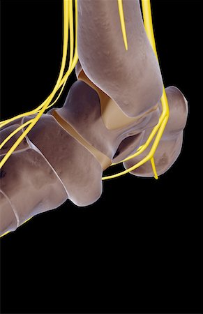 foot skeleton image - The nerves of the foot Stock Photo - Premium Royalty-Free, Code: 671-02093186