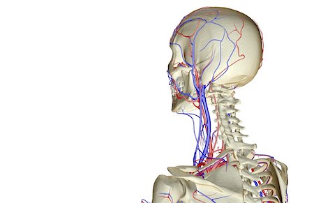 skeleton neck - The blood supply of the head and neck Foto de stock - Sin royalties Premium, Código: 671-02093212