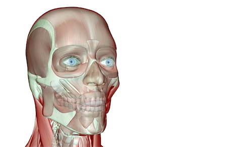 simsearch:671-02098297,k - La muscucardiovasculaires de la tête et du cou Photographie de stock - Premium Libres de Droits, Code: 671-02093226