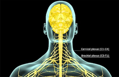 simsearch:671-02098304,k - The nerves of the neck Stock Photo - Premium Royalty-Free, Code: 671-02093220