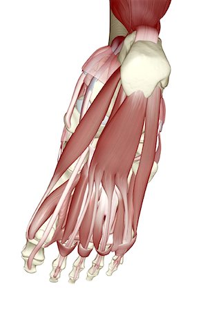 simsearch:671-02094652,k - The muscles of the foot Stock Photo - Premium Royalty-Free, Code: 671-02093221