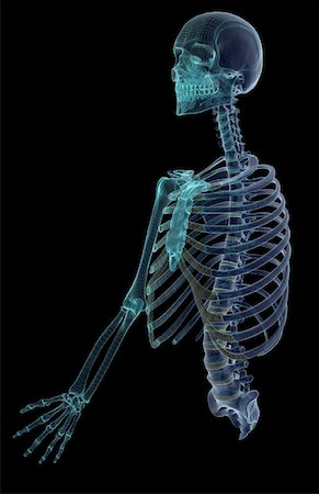 simsearch:671-02095632,k - The bones of the upper body Fotografie stock - Premium Royalty-Free, Codice: 671-02093222