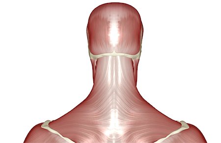 skeleton neck - The muscles of the head and neck Foto de stock - Sin royalties Premium, Código: 671-02093235