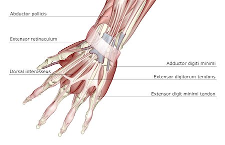 extensor digit minimi tendon - The muscles of the hand Stock Photo - Premium Royalty-Free, Code: 671-02093247