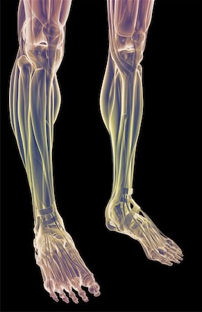 foot skeleton image - The muscles of the legs Stock Photo - Premium Royalty-Free, Code: 671-02093248