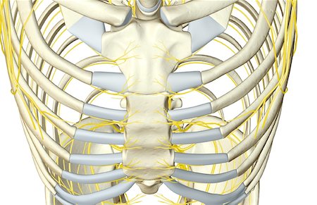 The nerves of the chest Stock Photo - Premium Royalty-Free, Code: 671-02093240