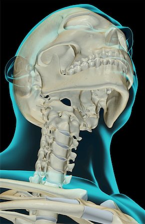 simsearch:671-02098620,k - The bones of the head and neck Fotografie stock - Premium Royalty-Free, Codice: 671-02093258