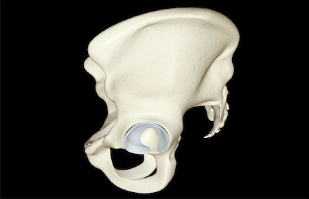 pelvis anatomy - The bones of the pelvis Stock Photo - Premium Royalty-Free, Code: 671-02093276