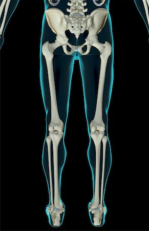 The bones of the lower body Foto de stock - Sin royalties Premium, Código: 671-02093273