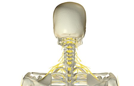 simsearch:671-02098304,k - The nerves of the neck Stock Photo - Premium Royalty-Free, Code: 671-02093287