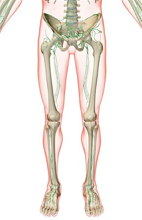 The lymph supply of the lower body Stock Photo - Premium Royalty-Free, Code: 671-02093288