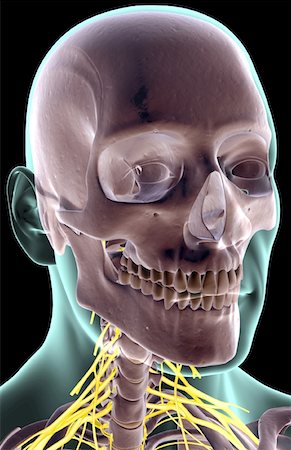 simsearch:671-02098304,k - The nerves of the neck Stock Photo - Premium Royalty-Free, Code: 671-02093295
