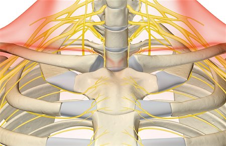 pictures of the human skeleton neck - The nerves of the neck Stock Photo - Premium Royalty-Free, Code: 671-02093296