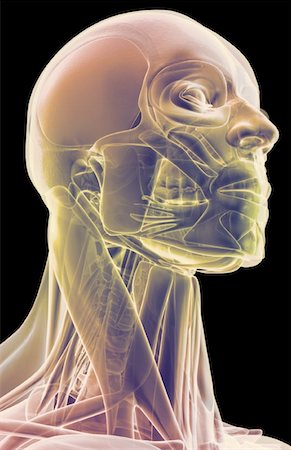 stylohyoid - The muscles of the head and neck Stock Photo - Premium Royalty-Free, Code: 671-02093314