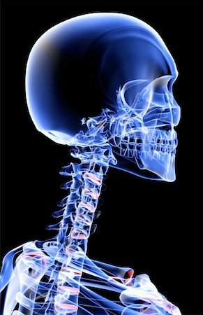 simsearch:671-02098620,k - The bones of the head and neck Fotografie stock - Premium Royalty-Free, Codice: 671-02093319