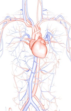 simsearch:671-02098584,k - Die Blutgefäße des Oberkörpers Stockbilder - Premium RF Lizenzfrei, Bildnummer: 671-02093312