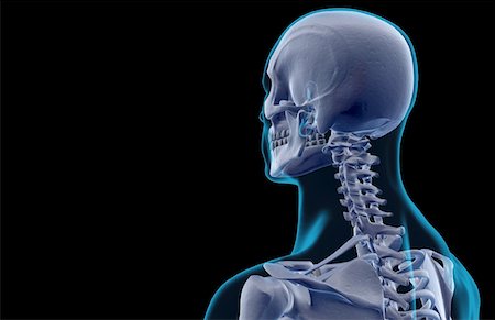 simsearch:671-02098620,k - The bones of the head and neck Fotografie stock - Premium Royalty-Free, Codice: 671-02093327