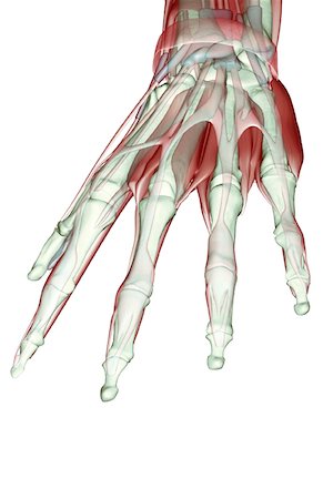 extensor digit minimi tendon - The musculoskeleton of the hand Stock Photo - Premium Royalty-Free, Code: 671-02093321