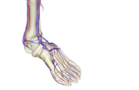 foot skeleton image - The blood supply of the foot Stock Photo - Premium Royalty-Free, Code: 671-02093331