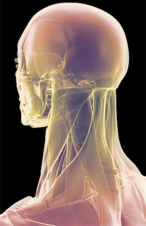 The muscles of the head and neck Stock Photo - Premium Royalty-Free, Code: 671-02093344