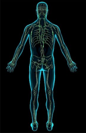 The lymphatic system Stock Photo - Premium Royalty-Free, Code: 671-02093355