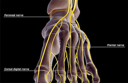 foot skeleton image - The nerves of the foot Stock Photo - Premium Royalty-Free, Code: 671-02093358