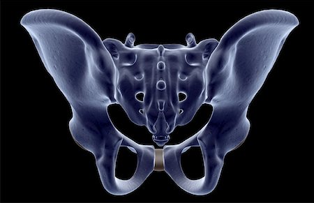 simsearch:671-02098509,k - The bones of the pelvis Foto de stock - Sin royalties Premium, Código: 671-02093366