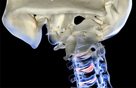 skeleton close up of neck - The bones of the neck Stock Photo - Premium Royalty-Free, Code: 671-02093363