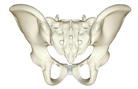simsearch:671-02098509,k - The bones of the pelvis Foto de stock - Royalty Free Premium, Número: 671-02093374