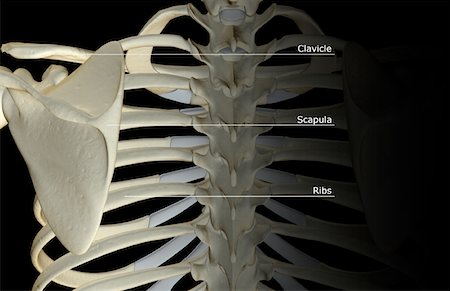 simsearch:671-02093132,k - The bones of the shoulder Foto de stock - Royalty Free Premium, Número: 671-02093383