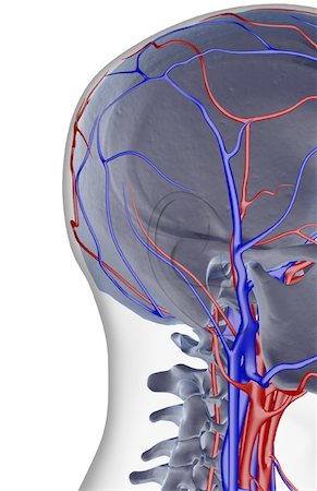 skeleton neck - The blood supply of the head and neck Foto de stock - Sin royalties Premium, Código: 671-02093392