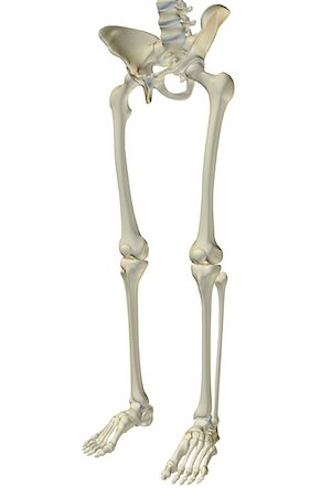 skeleton profile - The bones of the lower body Stock Photo - Premium Royalty-Free, Code: 671-02093407