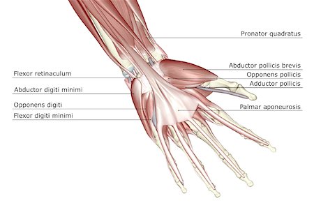 simsearch:671-02098580,k - The muscles of the hand Foto de stock - Royalty Free Premium, Número: 671-02093418