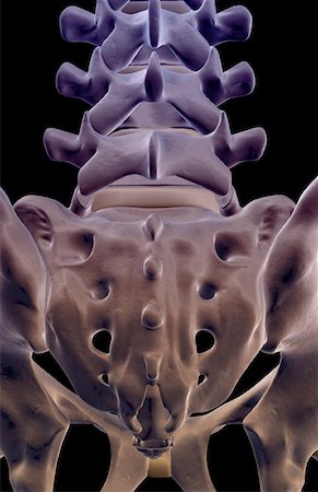 spine anatomy back view - The bones of sacral vertebrae Stock Photo - Premium Royalty-Free, Code: 671-02093419