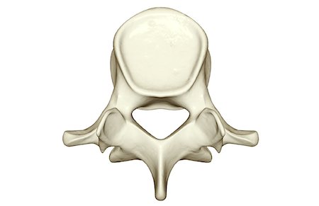 spinous process - Lumbar vertebra Stock Photo - Premium Royalty-Free, Code: 671-02093425