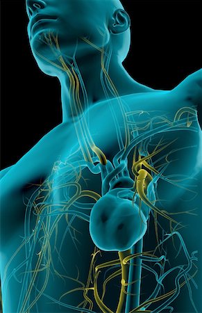 The heart and its major blood vessels Stock Photo - Premium Royalty-Free, Code: 671-02093427