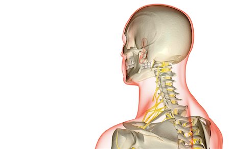 simsearch:671-02098304,k - The nerves of the neck Stock Photo - Premium Royalty-Free, Code: 671-02093421