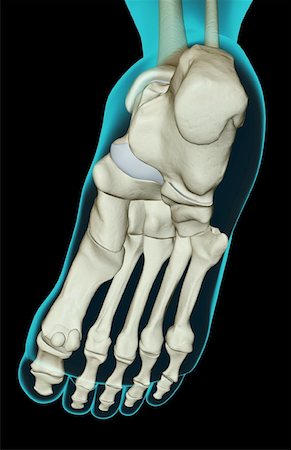 simsearch:671-02093078,k - The bones of the foot Stock Photo - Premium Royalty-Free, Code: 671-02093439