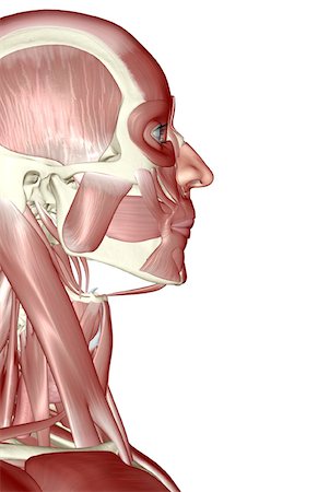 face illustration - The muscles of the head and face Stock Photo - Premium Royalty-Free, Code: 671-02093446