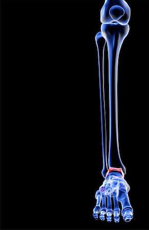 foot skeleton image - The bones of the leg Stock Photo - Premium Royalty-Free, Code: 671-02093440