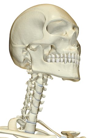 The bones of the head and neck Foto de stock - Sin royalties Premium, Código: 671-02093442